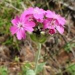 Silene flos-jovis flower picture by mariangelarosta (cc-by-sa)