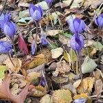 Crocus nudiflorus habit picture by Dieter Albrecht (cc-by-sa)