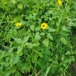 Helianthus tuberosus habit picture by forest violet (cc-by-sa)