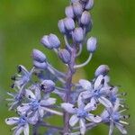 Scilla litardierei flower picture by Guillaume Labeyrie (cc-by-sa)