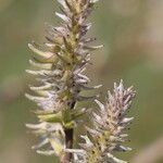 Salix cinerea flower picture by JYCO (cc-by-sa)