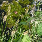 Carex otrubae habit picture by Martin Bishop (cc-by-sa)