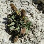 Valeriana pycnantha habit picture by Gabriel Ollivier (cc-by-sa)