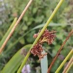 Juncus conglomeratus fruit picture by ar lima (cc-by-sa)