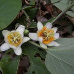 Passiflora holosericea flower picture by Nelson Zamora Villalobos (cc-by-nc)