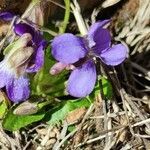 Viola pyrenaica flower picture by Sergio Moliner (cc-by-sa)