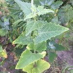 Atriplex sagittata flower picture by Виктор Дунин (cc-by-sa)