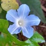 Ipomoea nil flower picture by Trap Hers (cc-by-sa)