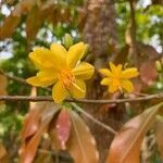 Ochna integerrima flower picture by Nurur Rahman (cc-by-sa)