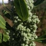 Chenopodium quinoa fruit picture by Jean-Christophe Lombardo (cc-by-sa)