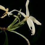 Randia genipoides fruit picture by Nelson Zamora Villalobos (cc-by-nc)