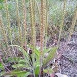 Plantago virginica leaf picture by karmadgma (cc-by-sa)