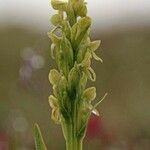 Platanthera hyperborea flower picture by Szabolcs Frater (cc-by-sa)