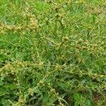 Rumex pulcher habit picture by Pereira Jorge (cc-by-sa)