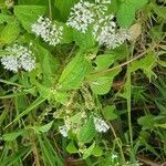 Eupatorium perfoliatum habit picture by tomhuck88 (cc-by-sa)