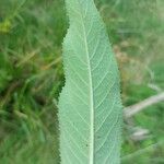 Vernonanthura tweedieana leaf picture by Gonçalves da Cunha Lucas (cc-by-sa)