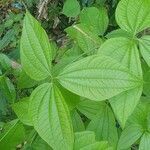 Dioscorea hispida leaf picture by John Tasirin (cc-by-sa)