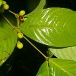 Quiina macrophylla leaf picture by Nelson Zamora Villalobos (cc-by-nc)