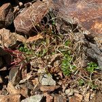 Epilobium anagallidifolium habit picture by Fabien Anthelme (cc-by-sa)