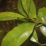 Calophyllum brasiliense leaf picture by Nelson Zamora Villalobos (cc-by-nc)