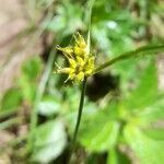 Carex fossa fruit picture by Trap Hers (cc-by-sa)