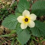 Turnera subulata flower picture by Alexandre Andrade (cc-by-sa)