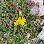 Taraxacum pyrenaicum leaf picture by Jean-Jacques Stochitch (cc-by-sa)