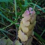 Lamium purpureum leaf picture by Jan Straka (cc-by-sa)