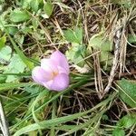 Crocus laevigatus flower picture by Pokotilo Olga (cc-by-sa)