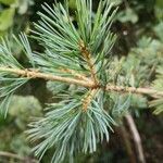 Pinus sylvestris leaf picture by Christian Martinelli (cc-by-sa)