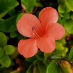 Barleria repens flower picture by Mama Wimbo (cc-by-sa)