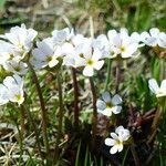 Androsace adfinis flower picture by francois tissot (cc-by-sa)