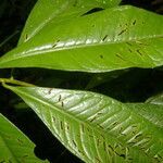 Ardisia opegrapha leaf picture by Nelson Zamora Villalobos (cc-by-nc)