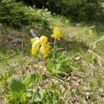 Primula veris flower picture by Martin Charles Hum (cc-by-sa)