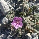 Erodium boissieri flower picture by manuelmm (cc-by-sa)