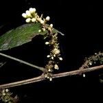 Paullinia tetragona flower picture by Nelson Zamora Villalobos (cc-by-nc)