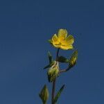 Helianthemum salicifolium habit picture by Carlos Villasante (cc-by-sa)