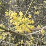 Cornus mas habit picture by Dieter Albrecht (cc-by-sa)