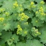 Alchemilla coriacea flower picture by Fabian Scholz (cc-by-sa)