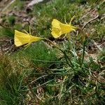 Narcissus bulbocodium habit picture by Philippe Compin (cc-by-sa)