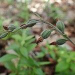 Epipactis microphylla fruit picture by Yoan MARTIN (cc-by-sa)