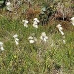 Eriophorum angustifolium habit picture by Manuëlle (cc-by-sa)