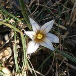 Romulea columnae flower picture by Llandrich anna (cc-by-sa)