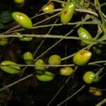 Synechanthus warscewiczianus fruit picture by Nelson Zamora Villalobos (cc-by-nc)