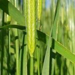 Triticum monococcum fruit picture by Michèle FAYOT (cc-by-sa)