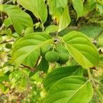 Campomanesia lineatifolia fruit picture by torres juan (cc-by-sa)