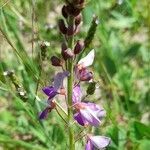 Desmodium subsericeum flower picture by Trap Hers (cc-by-sa)