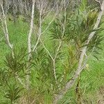 Acacia heterophylla habit picture by Gaëtan Ncl (cc-by-sa)