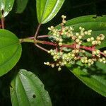 Miconia oinochrophylla leaf picture by Nelson Zamora Villalobos (cc-by-nc)