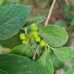 Lonicera xylosteum fruit picture by Severin Ronald (cc-by-sa)